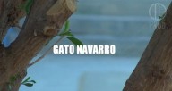 gato navarro