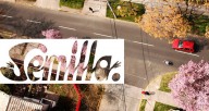 semilla