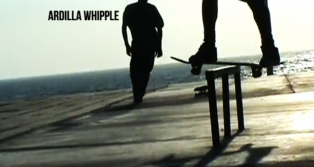 Ardilla-Whipple-2011-rincon-juvenil