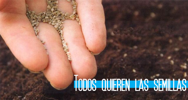 Todos-quieren-las-semillas