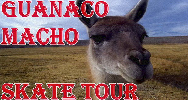 Guanaco-Macho-SkateTour-skate-coyhaique