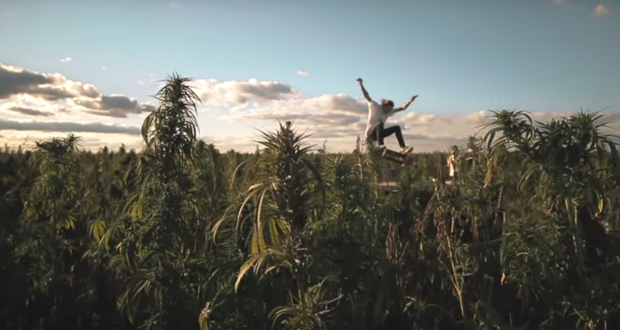 Skate-en-una-plantación-de-marihuana