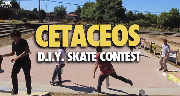 cetaceos-contest-valdivia